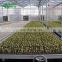 New Production Greenhouse Planting Trays Benches With Plastic Trays