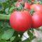 Big Pink Seeds Hot Tomato Greenhouse Plant Tomato Seeds No.63