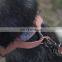2021 Hot-selling soft cotton like anti-lost ID tag dog harness vest outdoor harness for walking dog