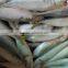 High quality WR frozen pacific mackerel fish 160-200g