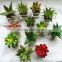 Wedding Occasion and Succulents,Decorative Flowers & Wreaths Type High Quality succulents pots