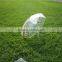 Honsen beauty clear poe umbrella