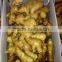 new product dried or fresh Chinese mature ginger with good price