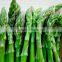 IQF green Asparagus with high quality for sale