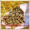 corn meal worms/corn meal worms/corn meal worms