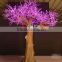 Led yellow maple trees sell