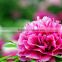 High Quality Peony Paeonia suffruticosa Seed For Growing