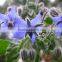 Reasonable Suppliers From China Offer Borage Oil at Low Price