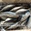 Frozen Indian mackerel Rastrelliger kanagurta Fish To Supply