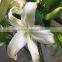 Love theme Siberia white fresh cut lilies flower