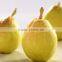 New crop Su pear Chinese fruit fresh pear wholesale