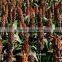 white sorghum price is very competitive