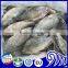 Farmed high-quality tilapia