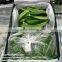 fresh sugar snap pea snow bean