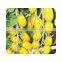 Hybrid small yellow Tomato Seeds for sale-Yellow Angel