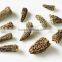 organic morels conica mushroom dried morel