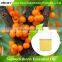 Seabuckthorn Essential Oil