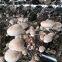 Factory Price Premium Shiitake Mushroom Spawn Cultivated for Fresh Shiitake Mushroom