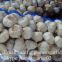 4.5-5cm Normal White Chinese Fresh Garlic In Mesh Bag Packing