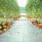 tomato plant spiral support stakes