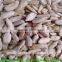 5009 sunflower seed kernels price