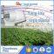 China Factory plastic film for greenhouse, greenhouse plastic film