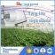 stretch polyethylene film for greenhouse, agricultural film with good price