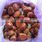 high quality 5kg gunny bag fresh chinese chestnut for Jordan
