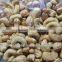 Cashew Nut