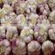 MODERN Fresh Egyptian Garlic