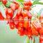 Tibet organic goji berry