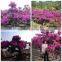Bougainvillea spectabilis