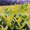 Landscape Natural Plant Duranta Repens Cv.Dwarf Yellow