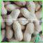 New Crop Peanut For Sale Long Shape Round Type