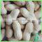 Dried Organic Peanuts In Shell From China