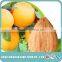premium Bulk Chinese sweet apricot seed, Chinese bitter apricot kernels