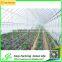 Low Cost Tunnel Greenhouse for Sale