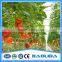 Low Cost Plastic Film Greenhouse For Tomatos