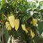 White Sweet Pepper Seeds Sweet Pepper Greenhouse Plant Pepper Seeds No.45