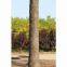 Artificial Coconut Tree