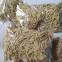 100pcs Mix hybrid wholesale adenium obesum seeds desert rose adenium seeds for sale