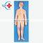 HC-S234 Life Size Human medical Anatomical Nervous Aystem Model  for medical science use
