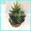 25cm high quality real touch names of cactus plants