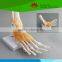 High quality Life-size foot joint with ligaments for medical aid