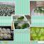 2016 new crop (11-13cm ) chinese fresh broccoli