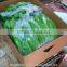 Fresh Green Bananas for Sale