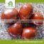 2015 new crop fresh chestnut inshell