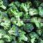 supply new crop iqf frozen broccoli