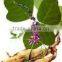 BNP Supply Best Natural Kudzu Root Extract