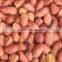 BEST QUALITY RED BOLD GROUNDNUT KERNEL